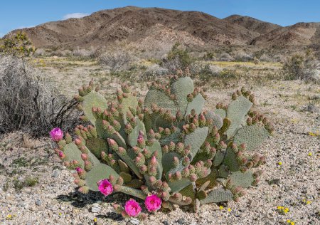 Description : Un cactus de queue de castor (Opuntia basilaris) avec de nombreux bourgeons commence à fleurir dans le parc national Joshua Tree. 