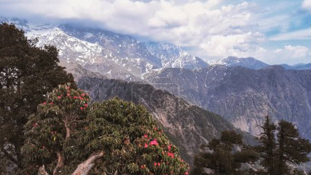 Téléchargez les photos : Mountain Peaks and Rhododendron Blossom à Dharamshala, en Inde. Photo de haute qualité - en image libre de droit