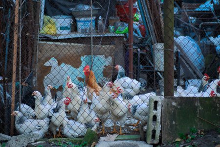 white hens and a red rooster in the center behind a metal mesh