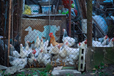 white hens and a red rooster in the center behind a metal mesh