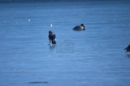 Photo for Magpie walks on a frozen lake in the park during the day - Royalty Free Image