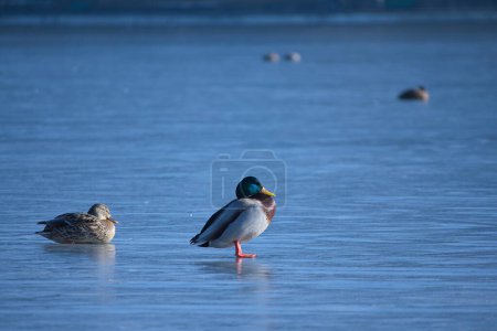 Photo for Ducks on a frozen lake, winter, closeup of photo - Royalty Free Image