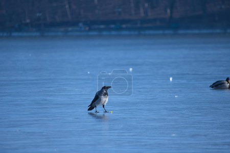 la pie marche sur un lac gelé dans le parc pendant la journée