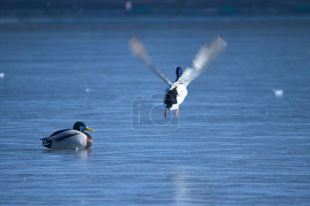 Enten auf einem zugefrorenen See, Winter, Nahaufnahme von Foto