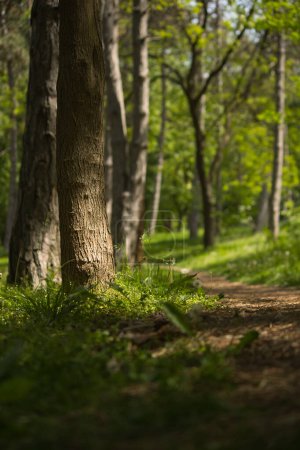 on a sunny spring day, a path in a green forest