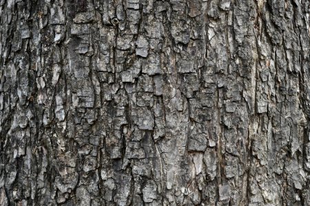Foto de Corteza natural de fondo de textura del árbol, gran superficie del árbol de cerca. - Imagen libre de derechos