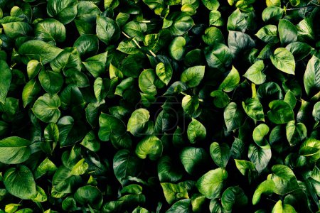 Foto de Abstracto textura de la hoja verde, naturaleza de la hoja tropical fondo verde claro, fondo natural y fondo de pantalla - Imagen libre de derechos