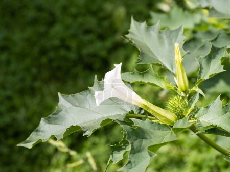 Hallucinogène plante trompette du diable (Datura Stramonium), également appelé Jimsonweed avec des fleurs en forme de trompette blanche et capsules de graines pointues. Profondeur de champ faible et fond flou. Gros plan.