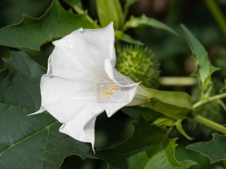 Detail einer weißen trompetenförmigen Blume der halluzinogenen Pflanze Teufelstrompete (Datura Stramonium), auch Jimsonweed genannt. Geringe Schärfentiefe und verschwommener Hintergrund. Nahaufnahme.