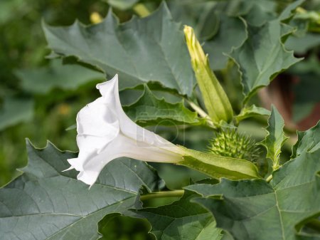 Foto de Planta alucinógena Devil 's Trumpet (Datura Stramonium), también llamada Jimsonweed con flores blancas en forma de trompeta y cápsulas de semillas espinosas. Profundidad superficial de campo y fondo borroso. Primer plano. - Imagen libre de derechos