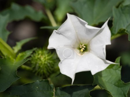 Detail of white trumpet shaped flower of hallucinogen plant Devil's Trumpet (Datura Stramonium), also called Jimsonweed. Shallow depth of field and blurred background. Close-up.