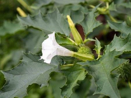 Foto de Planta alucinógena Devil 's Trumpet (Datura Stramonium), también llamada Jimsonweed con flores blancas en forma de trompeta y cápsulas de semillas espinosas. Profundidad superficial de campo y fondo borroso. Primer plano. - Imagen libre de derechos