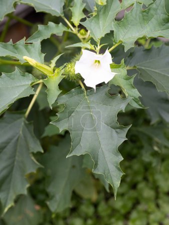 Planta alucinógena Devil 's Trumpet (Datura Stramonium), también llamada Jimsonweed con flores blancas en forma de trompeta y cápsulas de semillas espinosas. Profundidad superficial de campo y fondo borroso. Primer plano.