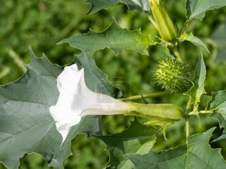 Halluzinogene Pflanze Teufelstrompete (Datura Stramonium), auch Jimsonweed genannt, mit weißen trompetenförmigen Blüten und stacheligen Samenkapseln. Geringe Schärfentiefe und verschwommener Hintergrund. Nahaufnahme.