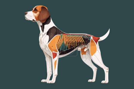 Illustration vectorielle d'anatomie du chien