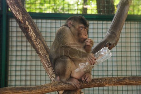 Téléchargez les photos : Singe magot tenant une bouteille en plastique dans le zoo. - en image libre de droit