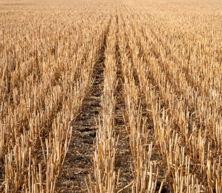 Foto de Stover en el campo. Plantas de cereales cosechadas. Agricultura. - Imagen libre de derechos