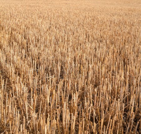 Foto de Stover en el campo. Plantas de cereales cosechadas. Agricultura. - Imagen libre de derechos