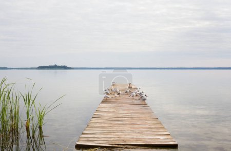 Foto de Muelle de madera en un lago Svitiaz en Ucrania. Gaviotas en el muelle. - Imagen libre de derechos