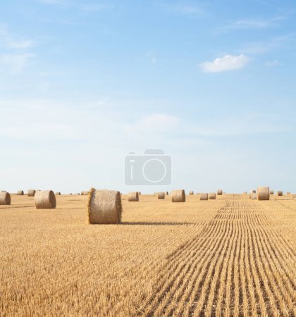 Foto de Rollos de paja en el campo. balas redondas de paja. Stover en el campo. Plantas de cereales cosechadas. Agricultura. - Imagen libre de derechos