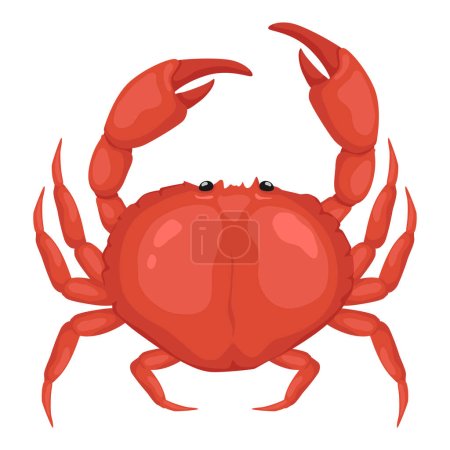 Sea crab, fresh seafood. Vector illustration