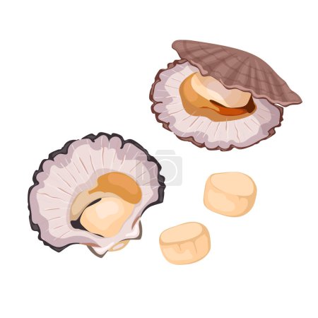 Ilustración de Conjunto de conchas de vieira, mariscos frescos. Para comida rápida asiática y restaurantes - Imagen libre de derechos