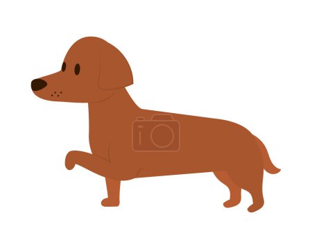 Téléchargez les illustrations : Mignon chien daschund sur fond blanc - en licence libre de droit