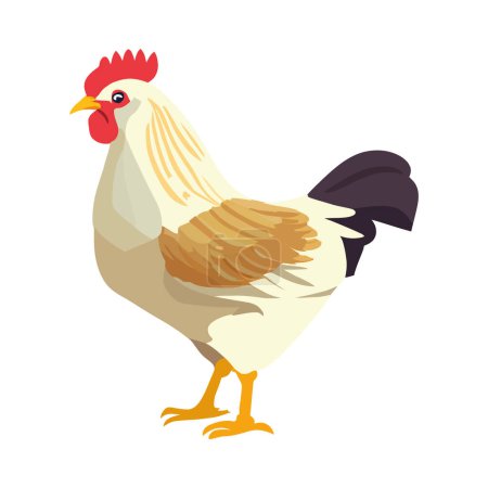 flat chicken design over white