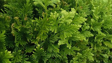 Téléchargez les photos : Feuilles fraîches de fougère verte motif de mousse d'épi (Selaginella Wallchii) comme le fond des feuilles de la nature - en image libre de droit