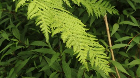Polystichum munitum, the western swordfern or Bright Green Tuber sword-fern (Nephrolepis cordifolia) or Sword fern's leaves. Tanaman Paku.