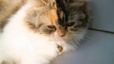 Photo for Cute three color kitten play alone - Royalty Free Image