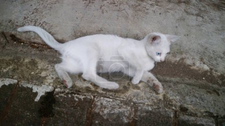 Photo for Cute white cat play alone - Royalty Free Image
