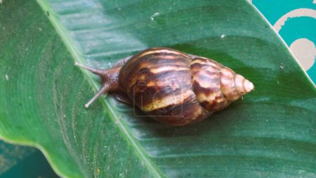 Bekicot or Lissachatina fulica, The snail puts out tentacles and crawls over the leaves