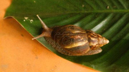 Bekicot or Lissachatina fulica, The snail puts out tentacles and crawls over the leaves