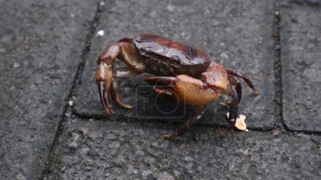 Crab crawling on the road in low light