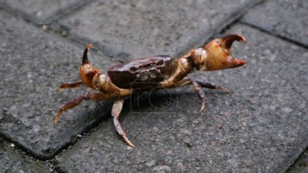 Crab crawling on the road in low light