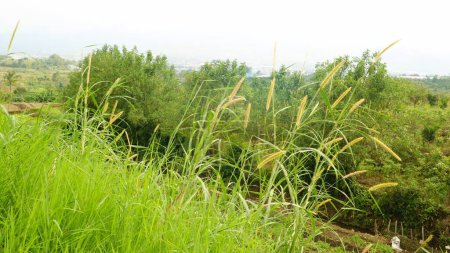 Alang-alang o ilalang (Imperata Cylindrica) es un tipo de hierba con hojas afiladas, que a menudo se convierte en una mala hierba en tierras agrícolas.