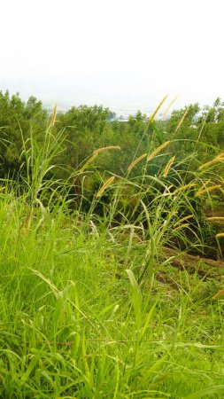 Alang-alang oder ilalang (Imperata Cylindrica) ist eine Art Gras mit scharfen Blättern, das auf landwirtschaftlichen Flächen oft zu einem Unkraut wird
