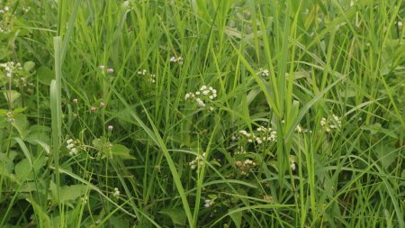 Alang-alang ou ilalang (Imperata Cylindrica) est un type d'herbe avec des feuilles acérées, qui devient souvent une mauvaise herbe sur les terres agricoles