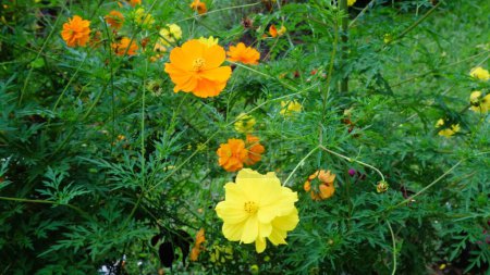 Natural background of Cosmos sulphureus, yellow cosmos flowers blooming in the garden on green background, Aesthetic wallpaper