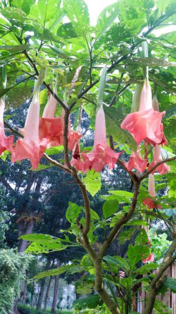 Amatista es una planta con flores de la familia Solanaceae, una planta ornamental con flores en forma de trompeta. Tiene flores blancas y / o moradas. Causa efectos alucinatorios y sentimientos de euforia.