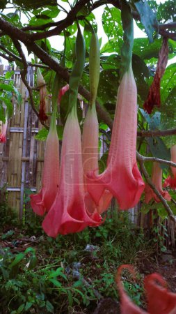 Amethyst ist eine blühende Pflanze aus der Familie der Solanaceae, einer Zierpflanze mit trompetenförmigen Blüten. Hat weiße und / oder violette Blüten. Ursache halluzinatorischer Effekte und euphorischer Gefühle.