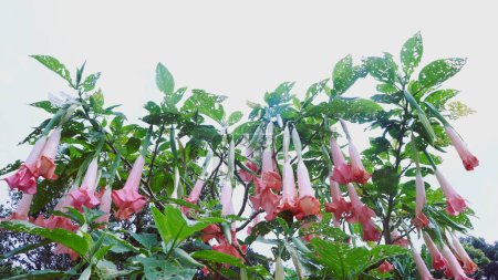 L'améthyste est une plante à fleurs de la famille des Solanacées, une plante ornementale aux fleurs en forme de trompette. A des fleurs blanches et / ou violettes. Cause des effets hallucinatoires et des sentiments d'euphorie.