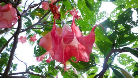 Foto de Amatista es una planta con flores de la familia Solanaceae, una planta ornamental con flores en forma de trompeta. Tiene flores blancas y / o moradas. Causa efectos alucinatorios y sentimientos de euforia. - Imagen libre de derechos