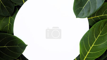 Green leaf background layout with white round shape. minimalist Nature concept. flat lay for text or logo