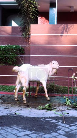 Goat (kambing qurban) for the preparation of sacrifices on Eid al-Adha, moslem tradition in Indonesia