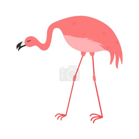 Téléchargez les illustrations : Illustration de dessin animé rose Flamingo isolé en arrière-plan blanc. Illustration d'animaux d'été - en licence libre de droit