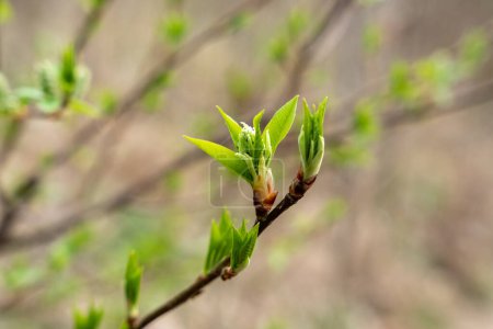 Téléchargez les photos : Feuilles de printemps vertes, bourgeons frais sur les rameaux au début du printemps - en image libre de droit