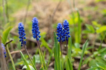 Photo for Blue grape hyacinth (Muscari) flower with green background - Royalty Free Image