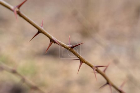 Photo for Sharp thorns on a branch of a bush - Royalty Free Image